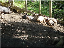 SO2457 : Sunbathing pigs on a smallholding below Hanter Hill by Jeremy Bolwell