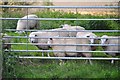 Mid Devon : Sheep & Gate