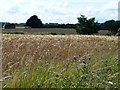 Barley field alongside Whinmoor Lane