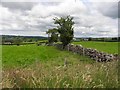 Dry stone wall, Bridgetown