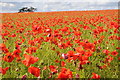 Field of poppies