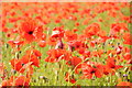 Field of poppies