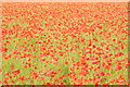 A sea of poppies