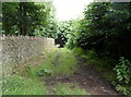 Public footpath through woods west of the Clytha Arms country inn