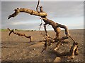 NY1052 : Driftwood on the beach south of Silloth by Graham Robson
