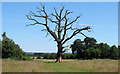 Dead tree in The Old Park