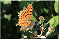 Comma butterfly feeding on hedgerow bramble