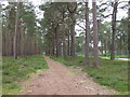 Forest Track Beside the B9089 Near Kinloss