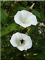 SP9411 : Bumble-bee on Great Bindweed (Calystegia sepium) by Rob Farrow