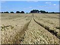 Tractor tracks in the wheat