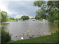 Swans and ducks on the River Thames