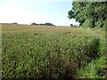 Field edge path between Hewelsfield and St. Briavels