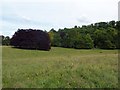 SP9310 : Tring Park - Copper Beeches and Park Wood by Rob Farrow