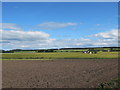 Fields Near Kirkton