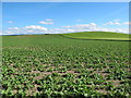 Fields near Newton of Struthers