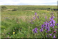 Wildlife trust land on Sheepcote Valley