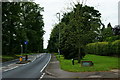 Trees Along Westcott Road, Dorking, Surrey