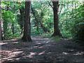 Path between the trees