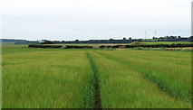NZ1543 : Barley field near to Cornsay by Trevor Littlewood