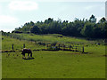 Grazing horse