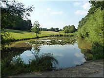 SU9346 : Pond near Lydling Farm by Robin Webster