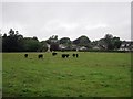 Aberdeen Angus cattle