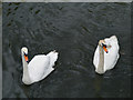 SD7807 : Mute Swans by David Dixon