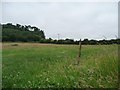 SE3640 : Clover-filled field, north of Carr Lane by Christine Johnstone