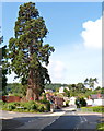 Very tall conifers, Uley Road, Dursley