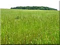 Hay meadow east of Stockheld Lane