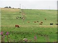 NJ9336 : Cattle, Milton of Drumwhindle by Richard Webb