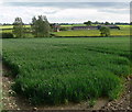 Across the fields to Hickory Lodge Farm