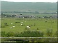 Sheep in pasture with thistles