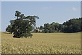 Wheat field, woodland and house