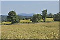 Wheat field with Malvern Hills