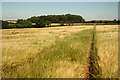 Barley at Knapthorpe