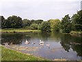 Family of swans on the Manchester,Bolton and Bury Canal