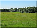 Peaceful meadow by the Mill Stream