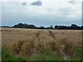 Field of wheat