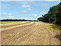 Partly harvested wheat