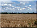 TL6203 : View over a wheat field by Robin Webster