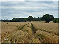 Fields of wheat