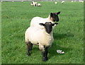 Two lambs near Frisby Grange