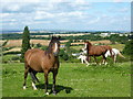 Ponies on the edge of Clowne