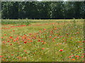 Poppies in a barley field