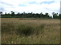 NZ2376 : Farmland towards Jubilee Wood by JThomas