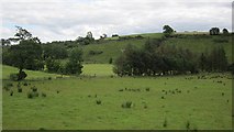 H1168 : Farmland, Drumchrin by Richard Webb