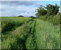 The edge of a field of oil seed rape