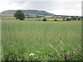 Barley field