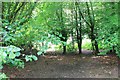 Woodland glade, Longleat Center Parcs